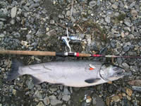 (silver salmon)